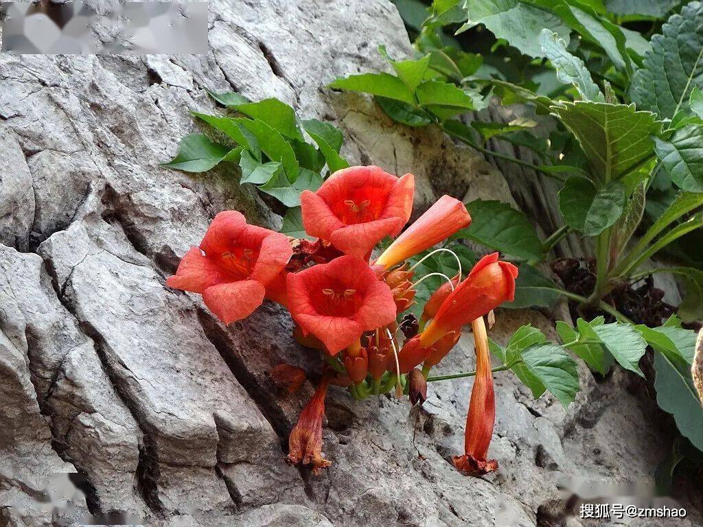 凌霄花凌霄_颜色_紫葳_气生根