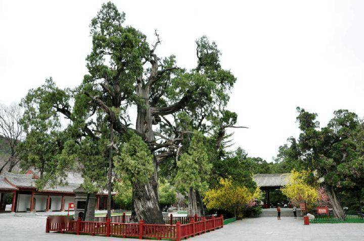 我国有多少古树名木？普查显示超508万株，云南省最多，占全国1/5