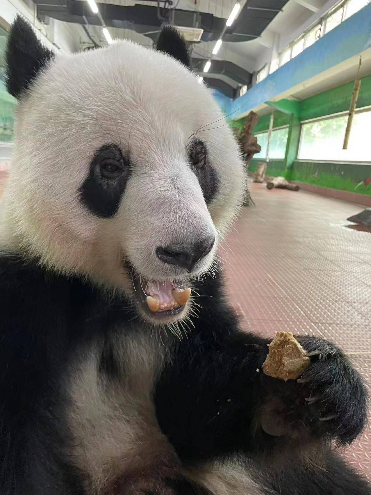 根据不同动物的食性定制了花式月饼,葡萄,西瓜,小番茄,南瓜,红枣,花生