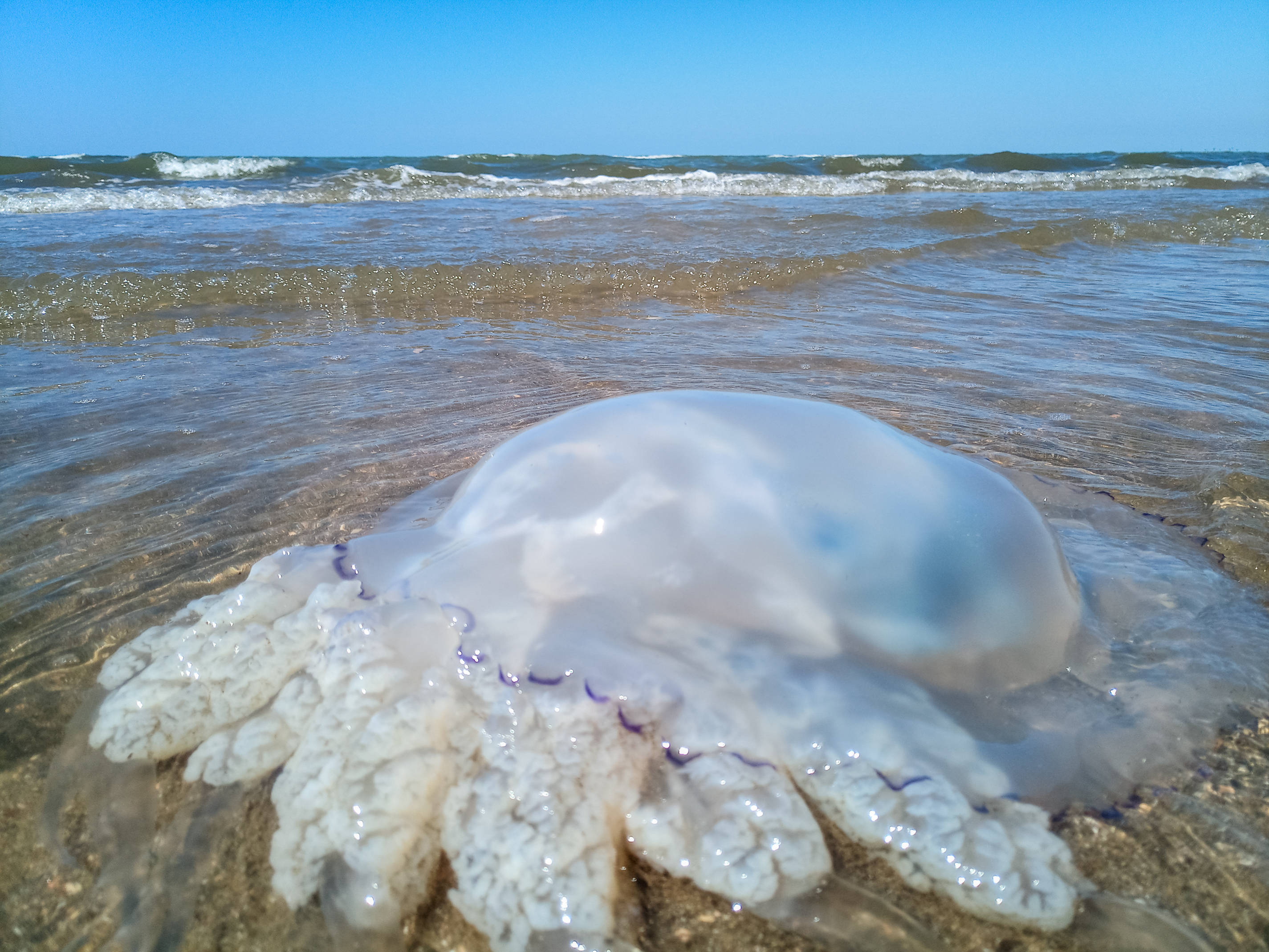 海蜇软萌还好吃?被它蜇伤可就惨了