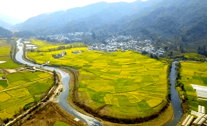 在凤庆县营盘镇山丘稻田里,收割机来回奔忙,成片成熟的稻穗接到归仓的