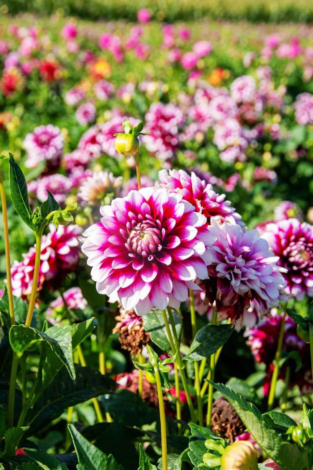 神仙颜值临洮大丽花海来啦!