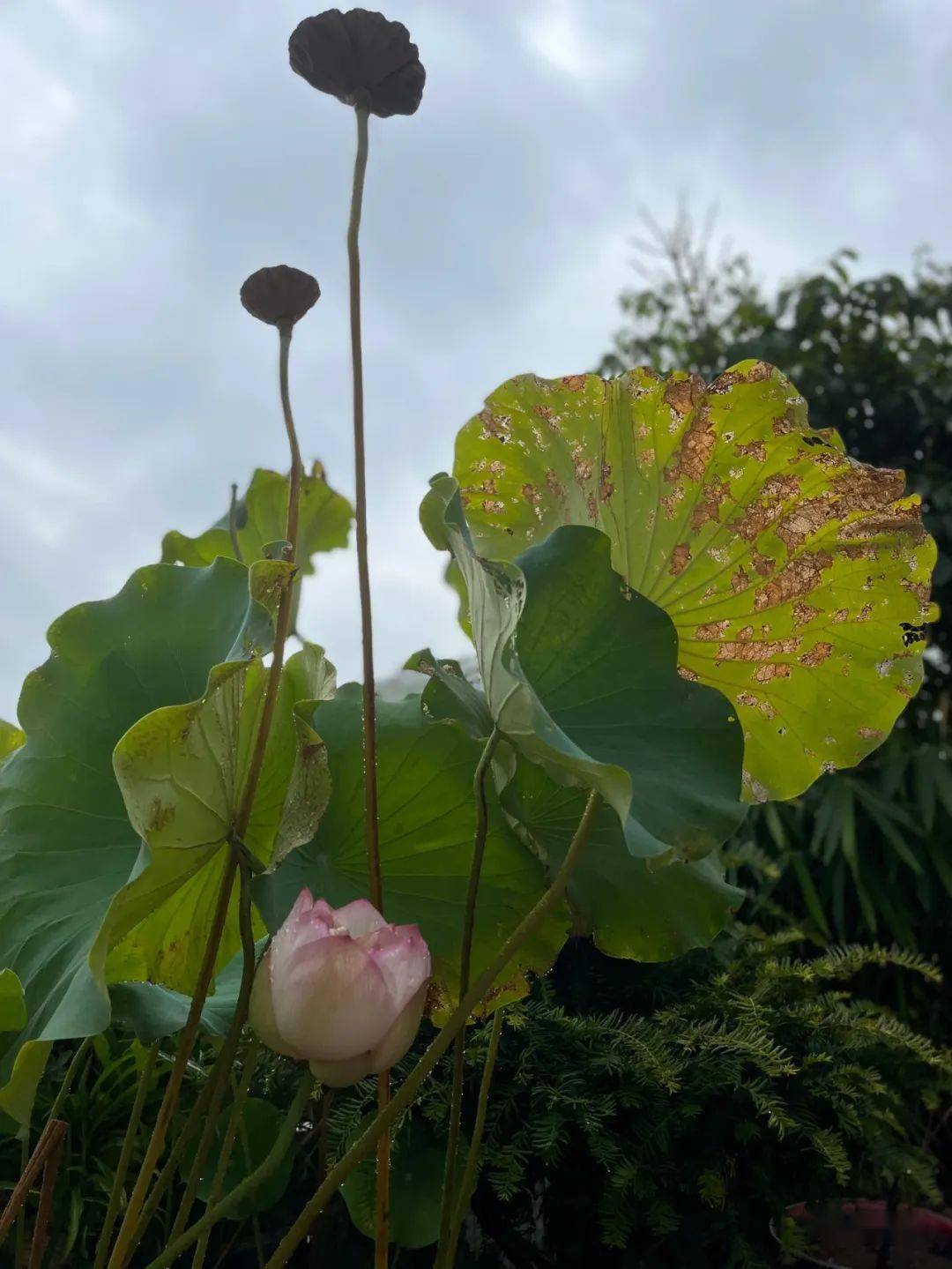 永春人潘新志:荷花吟(绝,律十八首)_中国_丰姿_艺术