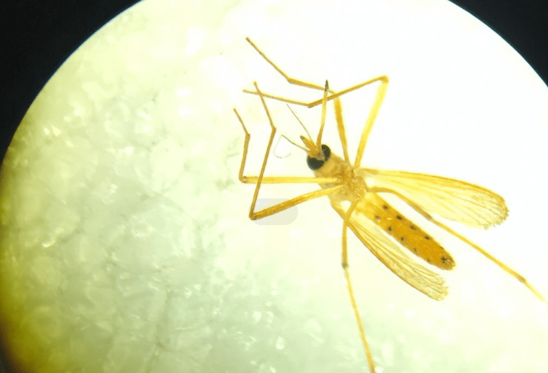 辽宁首次抓获四只金蚊子,万一被它咬一口,影响有多大?_黄色_传播_危害