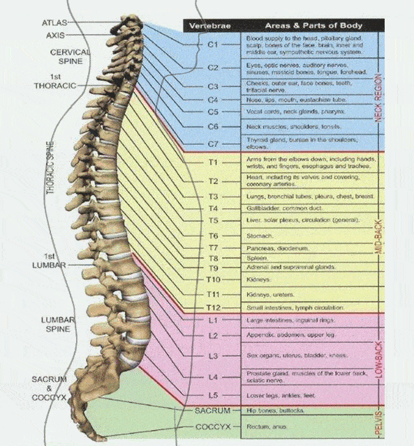 l2,l3和l4脊神经为大腿的前部和小腿内侧提供感觉