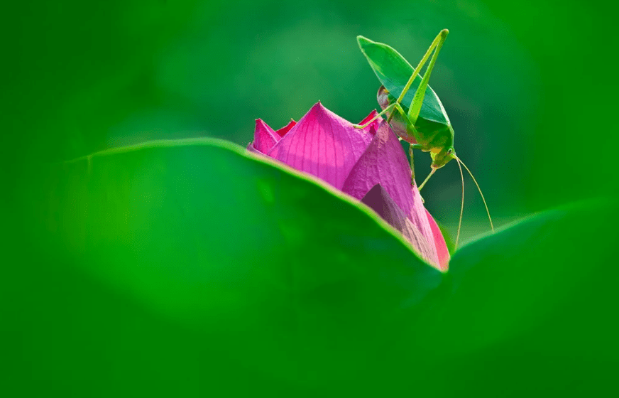 【诗词鉴赏】会唱歌的纺织娘,古代诗人的笔下的络纬,惹人愁思,相思不