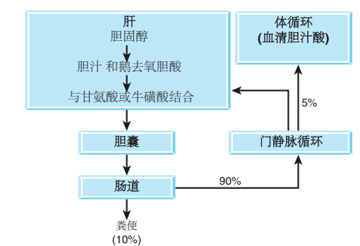 生化检测必读之胆红素,胆汁酸,胆固醇