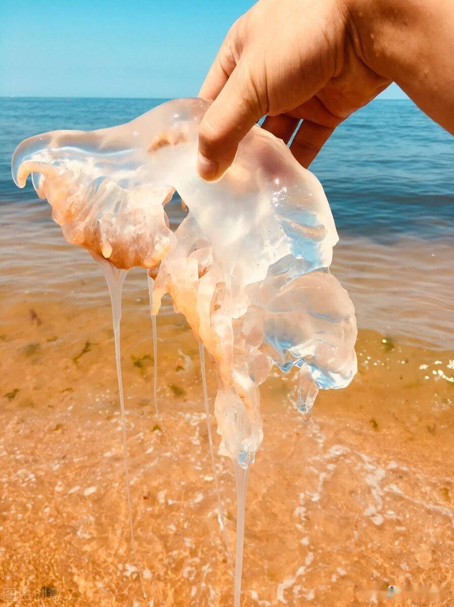 海蜇长什么样子图片