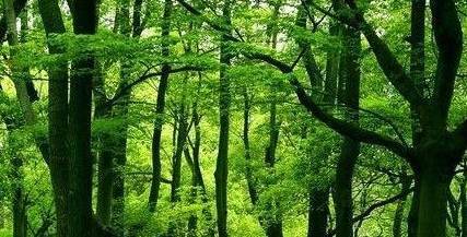 佛教苦行有多难,"头陀第一"大迦叶长期睡坟场_佛陀_比丘_外道