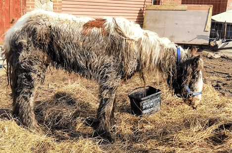 残忍虐待,蠕虫寄生,被判"死亡",4年后逆袭"马选美"_horses_here_heidi