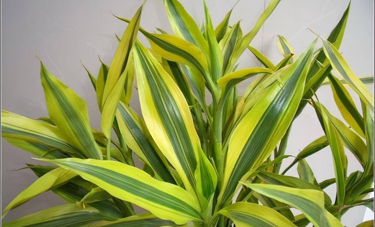 带有金边的分别是:金边富贵竹,金边虎皮兰,金边巴西铁,金边吊兰等等