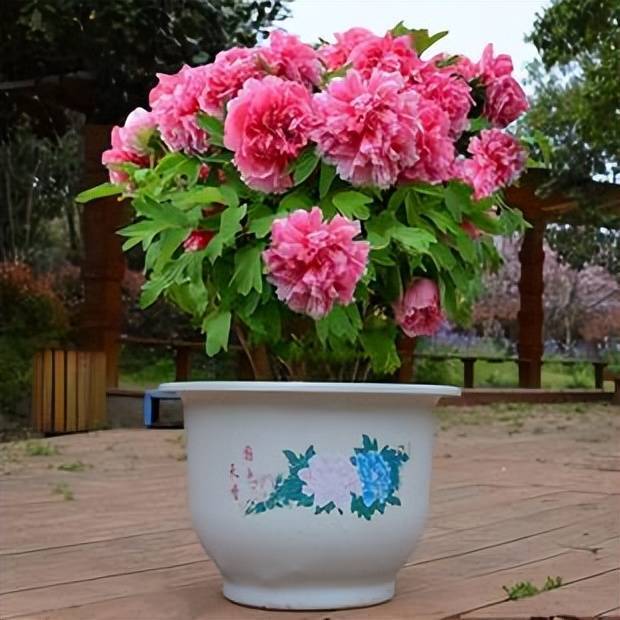 盆栽牡丹花有"3怕",新手要注意避开,不然黄叶烂根不开花_养护_植株