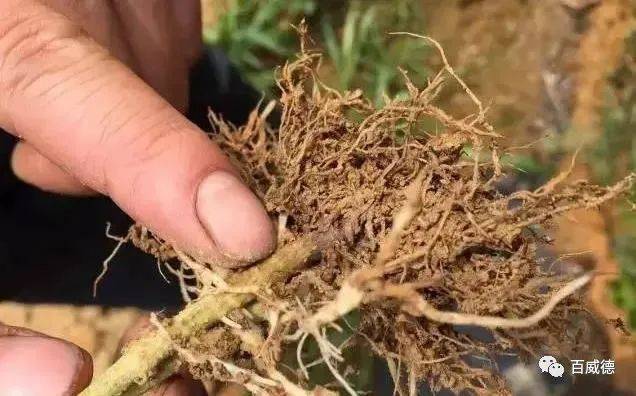 土傳病害,作物頭號殺手,一個小操作讓你不再談之色變_土壤_重茬_植