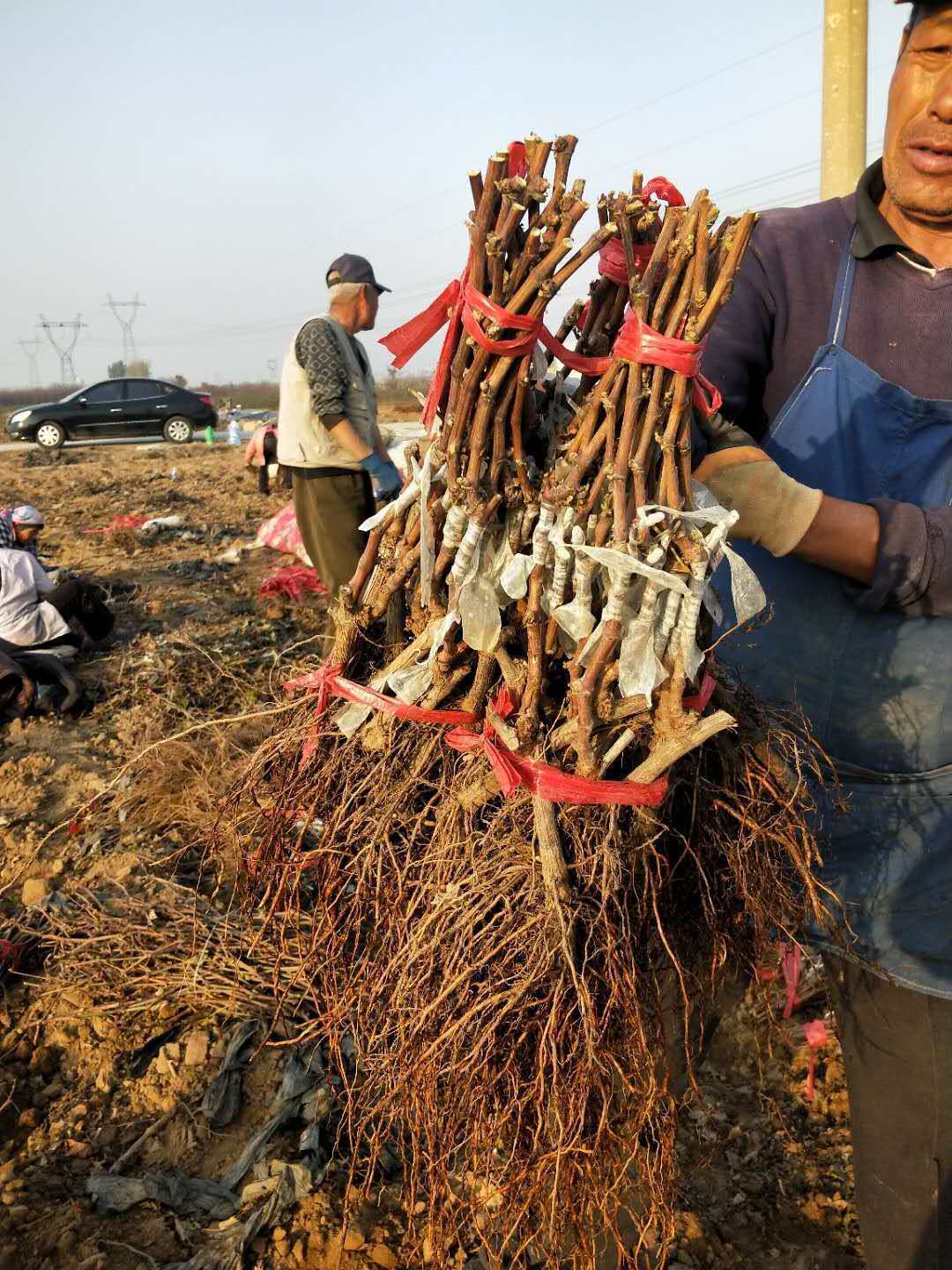 富士之辉葡萄苗秋季采果后的施肥重点介绍_补充_土壤_养分