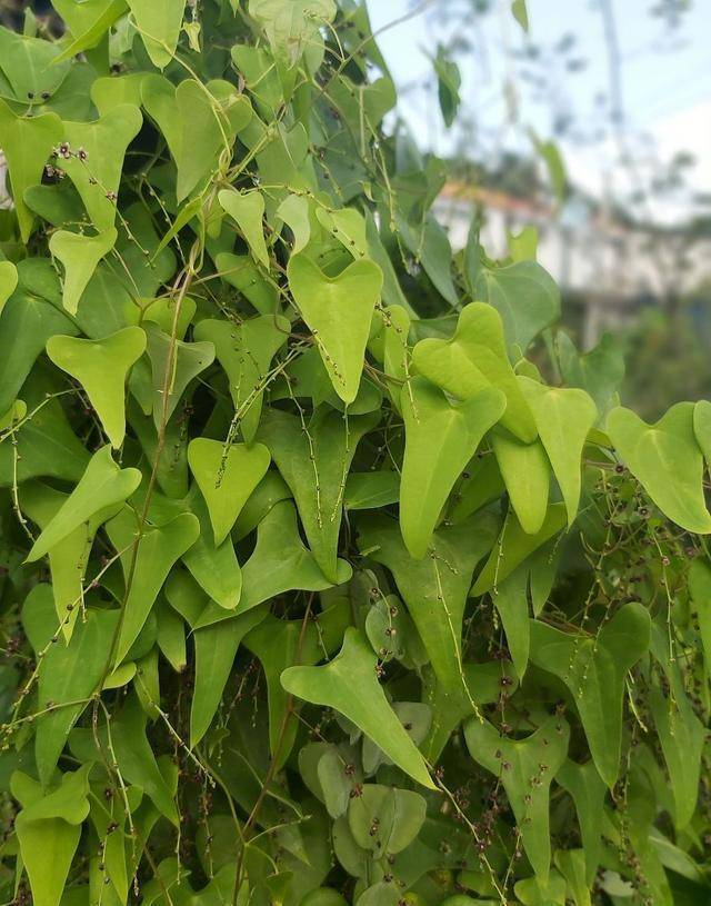 长得像人的脚板,一年能长20斤重,20年前常当饭吃,你家乡还种吗_种植