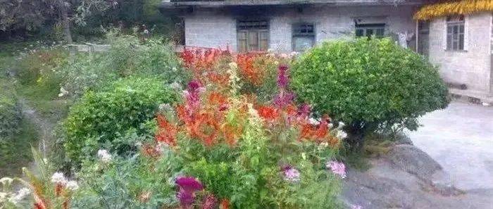 花落小院儿_父亲_院子_郑州