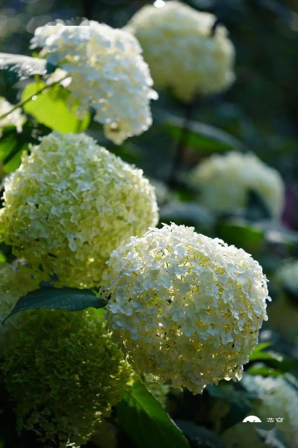 浙江嘉兴乔木绣球-贝拉安娜兔叽 | 浙江嘉兴花叶俱美-栎叶绣球硕大