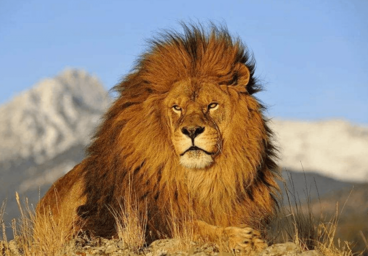 史上最大的猫科动物,美洲拟狮体长接近4米超800斤,能杀猛犸象