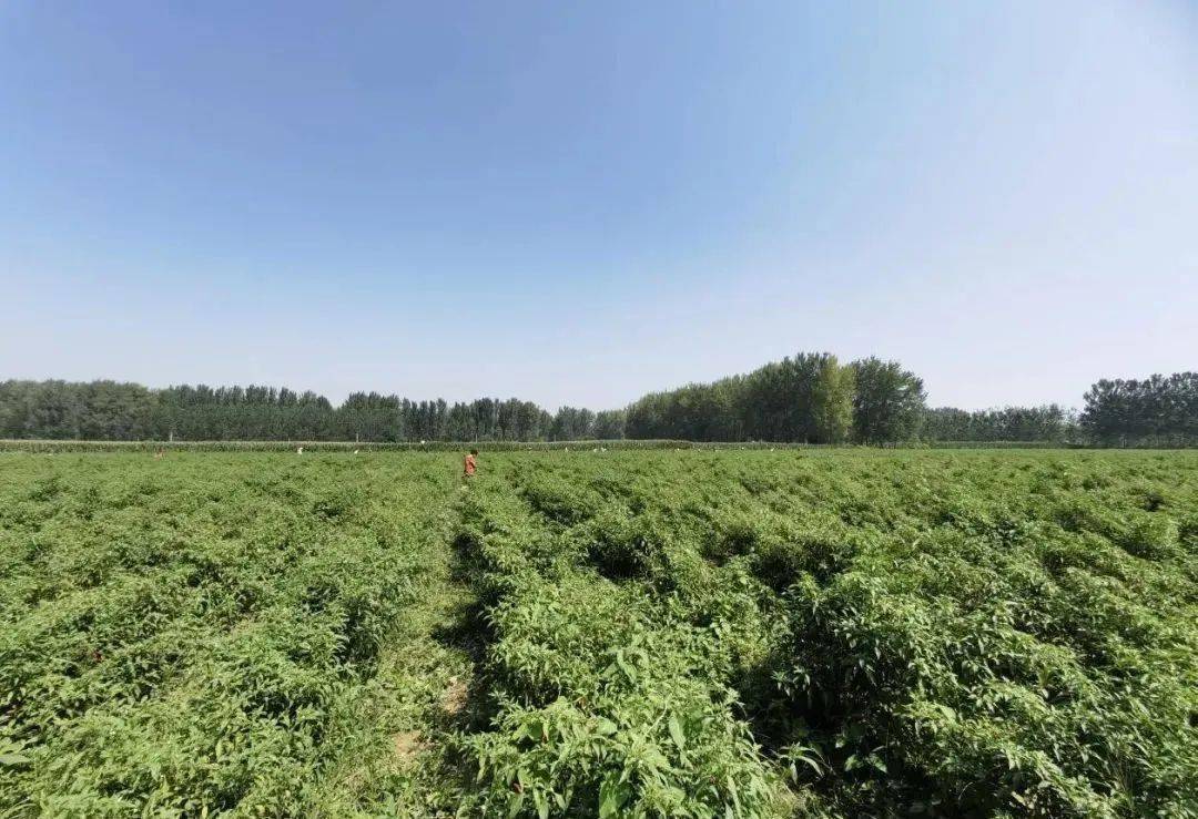 近日,杜楼镇,王寨镇,酒店镇做了这些工作_萧县_产业化_辣椒