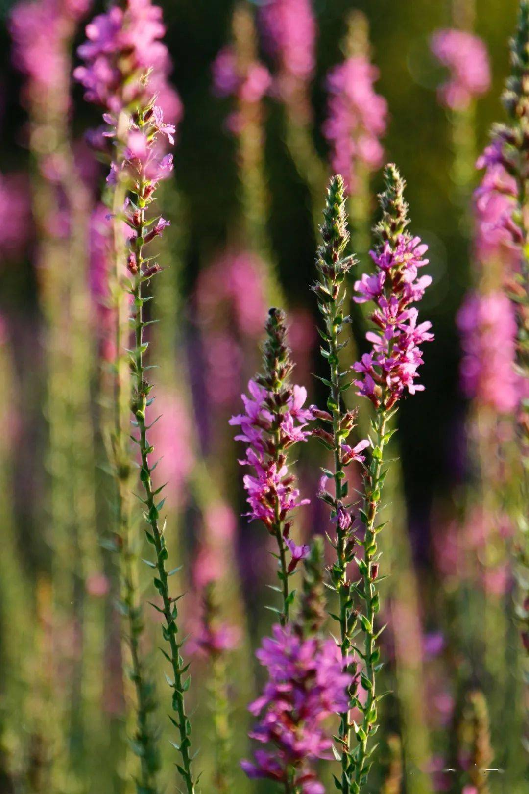 千屈菜 | 绽放在初秋的夏花