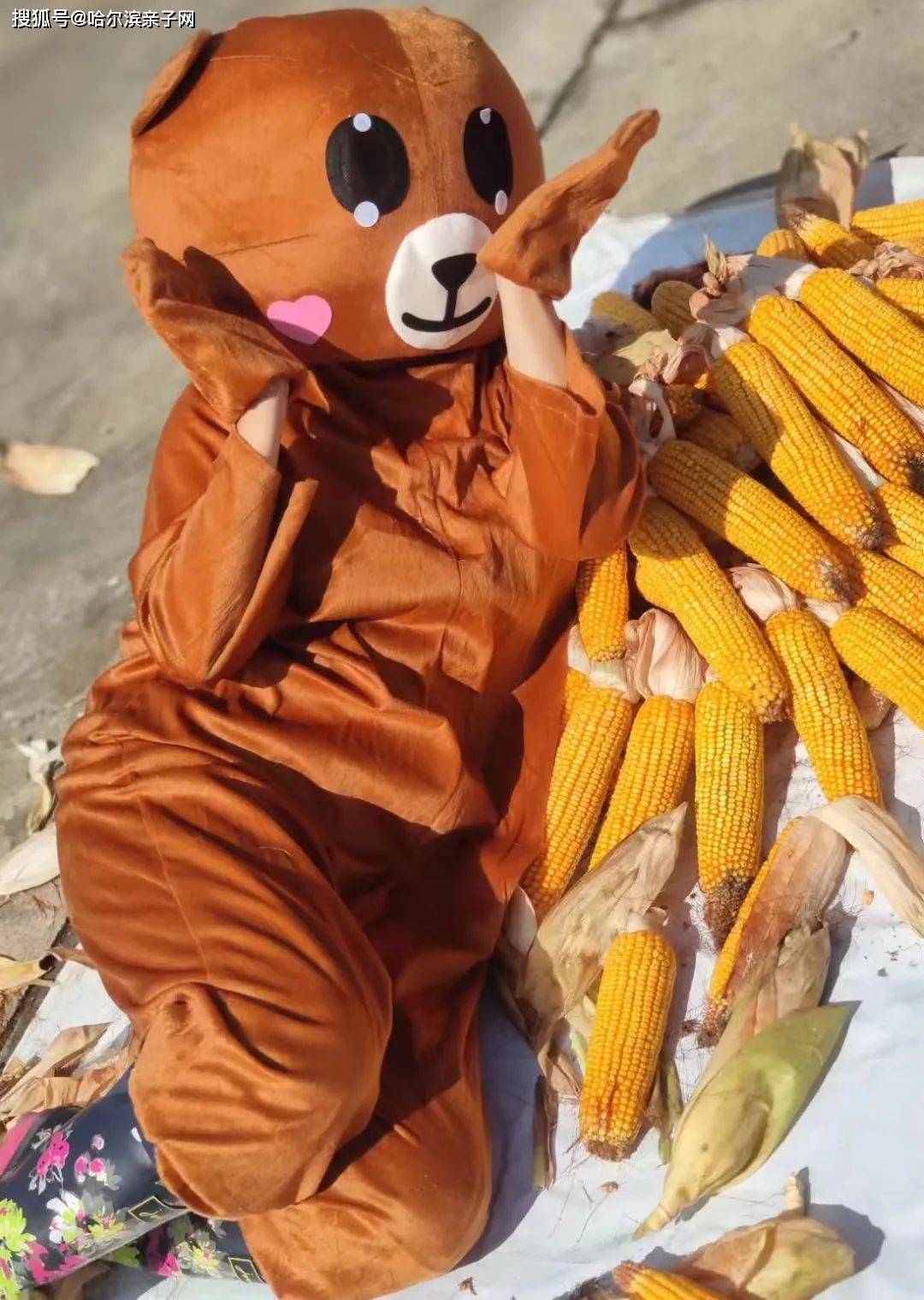 哈尔滨亲子网[国庆75熊熊玉米部落] 10月3日和捣蛋熊一起掰玉米