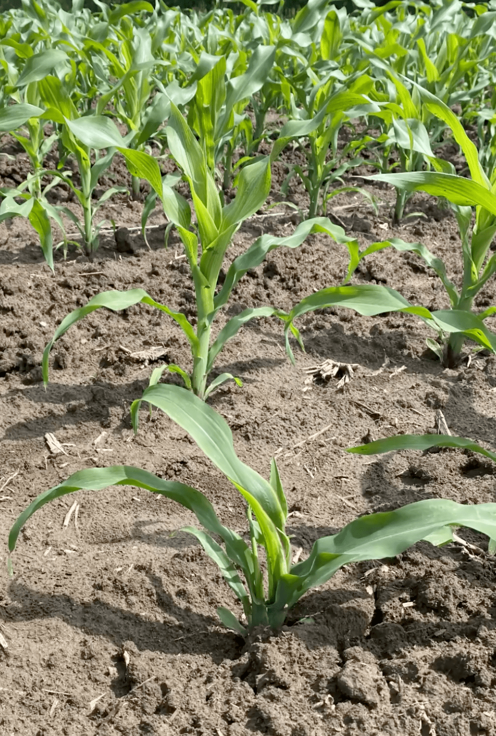巴斯夫种子处理杀线剂即将上世,对玉米线虫矮化病防效高达90%以上!