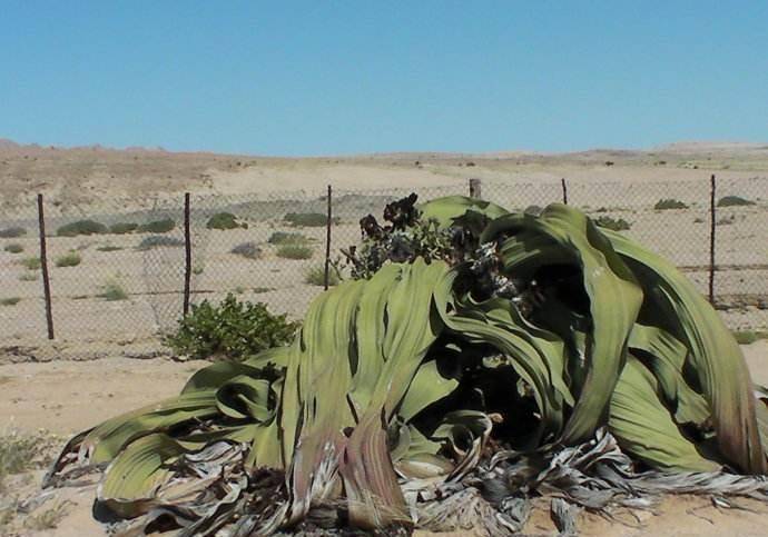 沙漠驴友提醒：沙漠西瓜和海藻不能碰，就算看到也当没有！