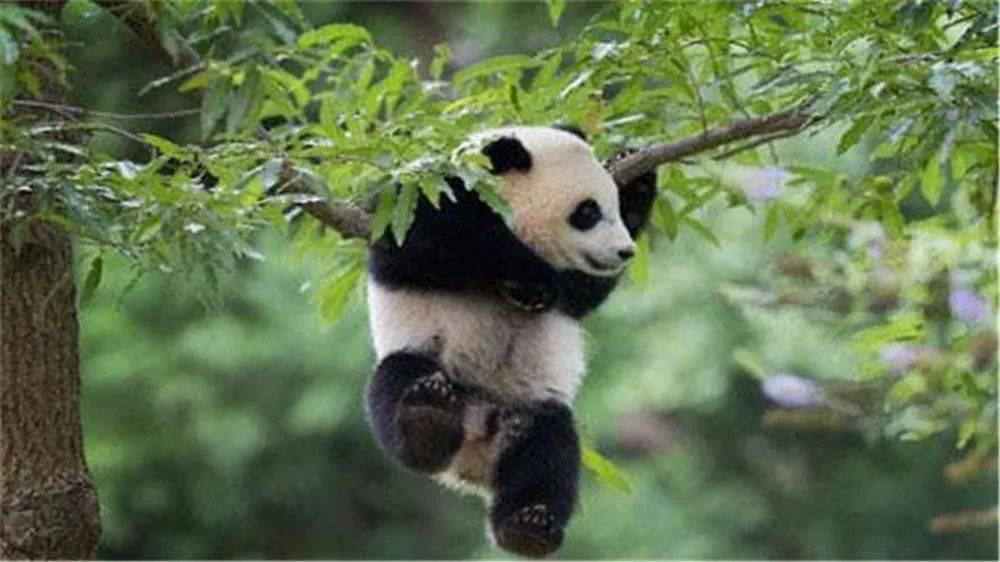 黑竹沟一大熊猫，都以为它只吃竹子，没想到还吃山羊，食蜂蜜