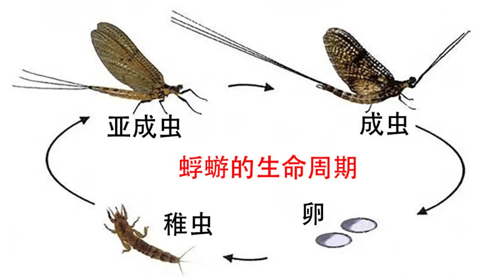 蜻蜓的生命周期图图片