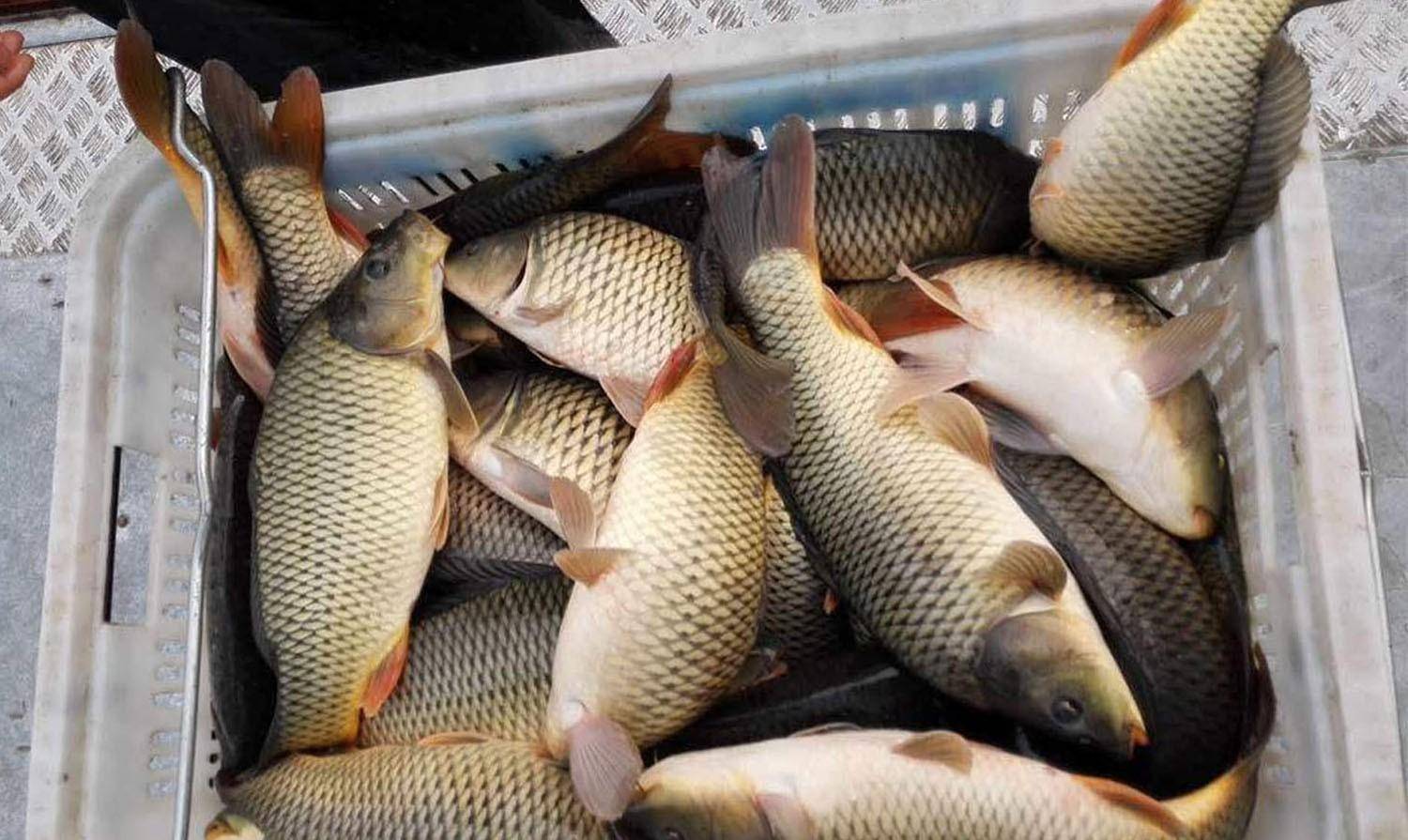 钓到黑坑里的鲤鱼生机勃勃,却不咬钩,主要原因有3个_放鱼_饵料_水体