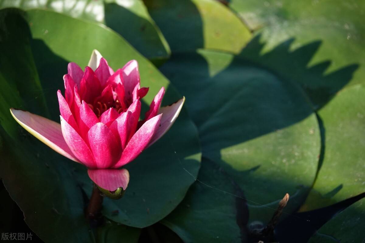 每日星座运势分析 9月日 学业 财富 爱情