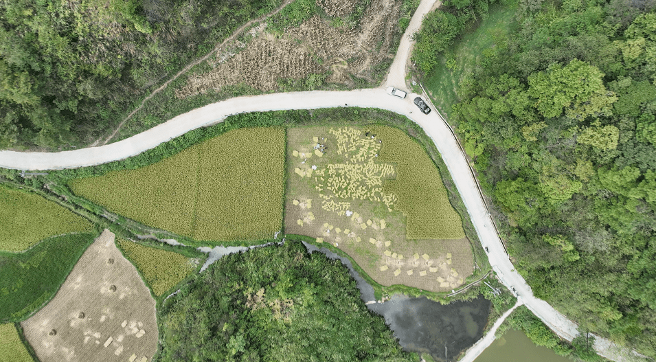 【庆丰收 迎盛会】开阳县冯三镇:金秋好"丰"景 水稻成熟抢收忙_新华村