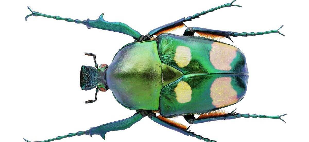 只有夏天才能见到的昆虫,确定你都认识吗?