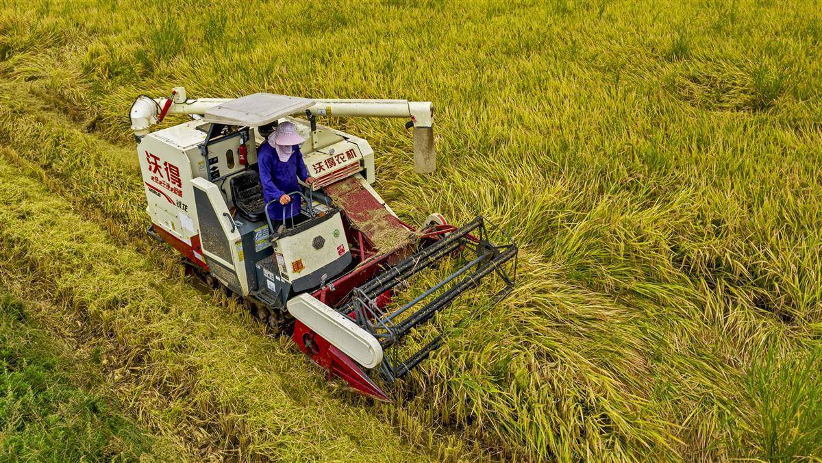 机械化种植专业合作社的农民驾驶联合收割机与秸秆打包机进行旱季水稻