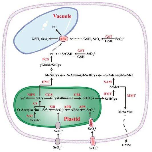 长江大学许锋研究团队解析构树聚硒和耐硒的分子机制_Chao_of_基因