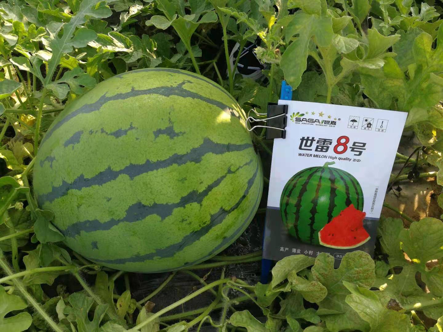 世雷8号地雷西瓜品种一般早春种植采用世雷511,熟期早,抢早上市利润较