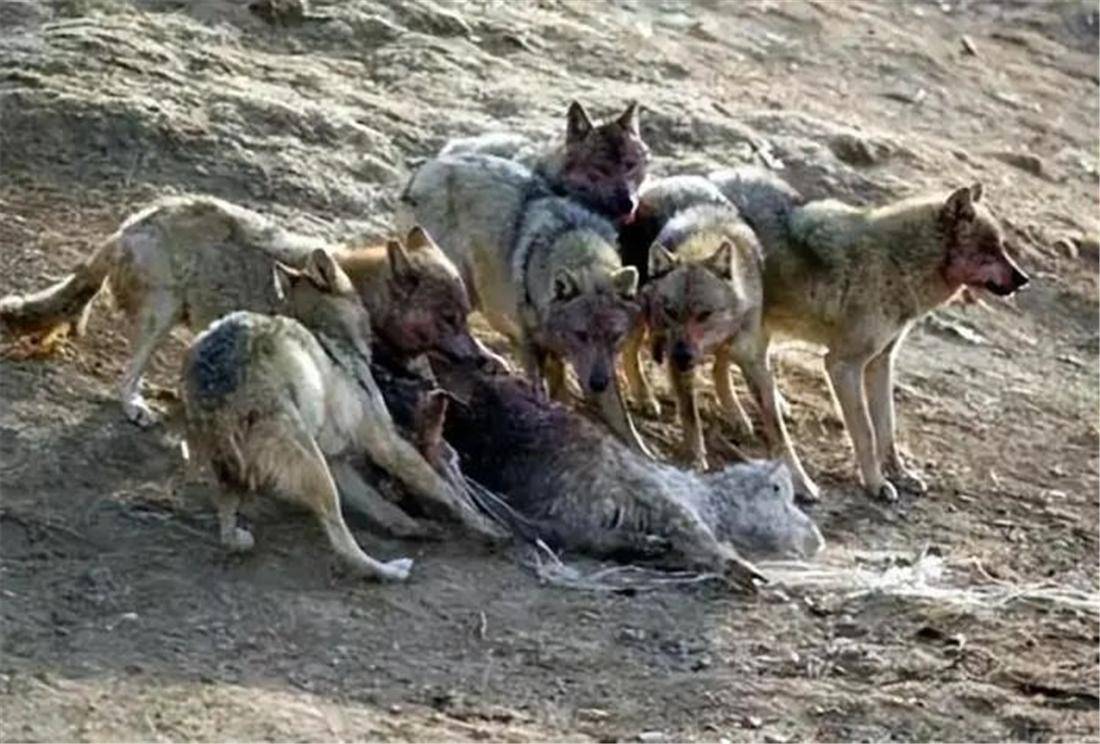 天山一群狼赶着50多只羊，行走5公里来到狼窝，途中吃掉了2只羊