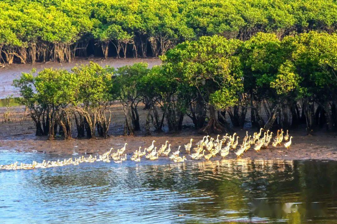 防城港红树林再登央视《新闻联播》,超美!_自然保护区_北仑河口_广西