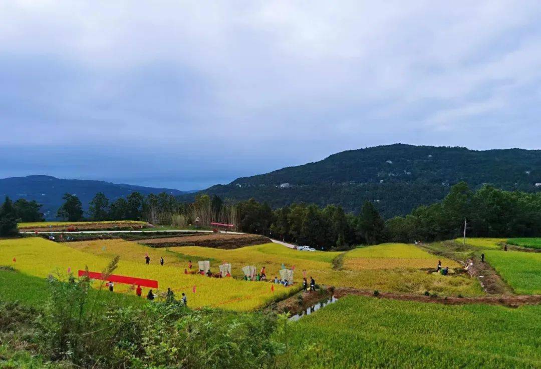 广元昭化樱花谷图片