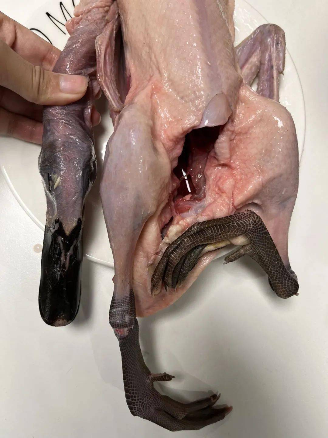 清朝皇室贡品【连城白鹭鸭】2只仅要168元!_白鸭_鸭子_肉质