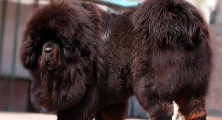 它是世界最古老的犬种，獒犬的祖先，世界屋脊的守护者-藏獒_主人_罗马帝国_陌生人