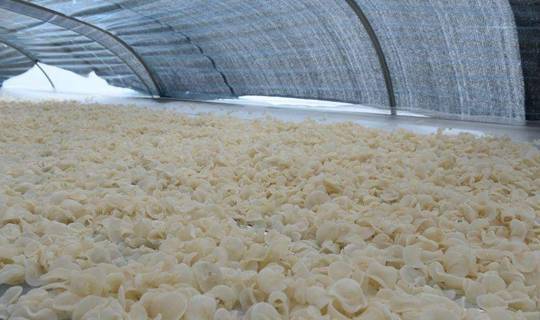 据了解,白玉木耳价格跟其产地,品质等有关,目前安徽省黄山市黄山区