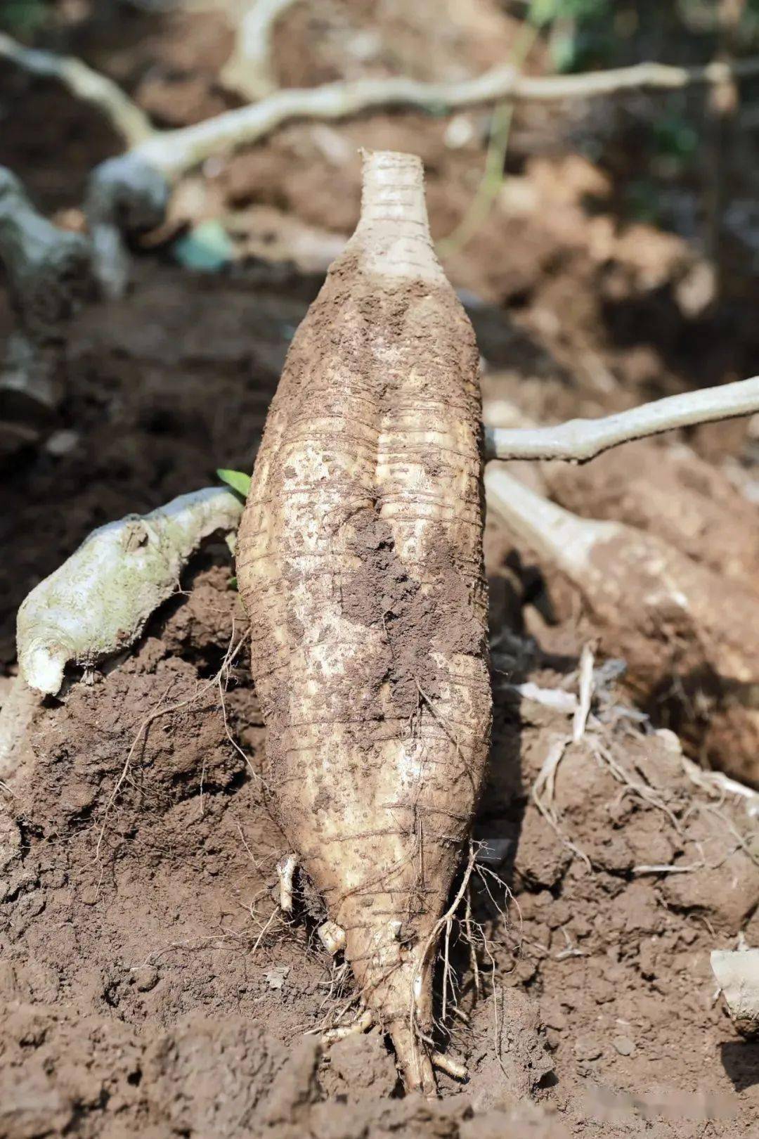 新沙粉葛口感细嫩少渣多汁味清甜