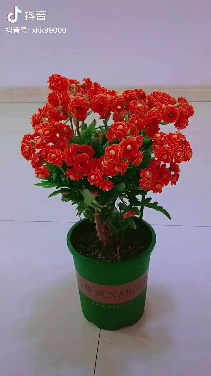 金狐狸长寿花可以养老桩的花的世界很美 爱生活爱养花_养老_世界_生活