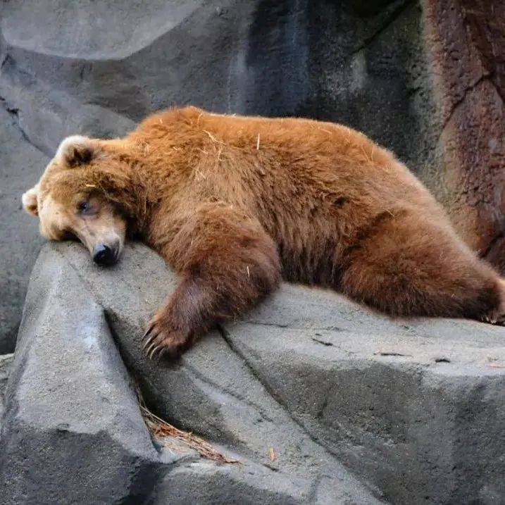 SSP 530L Bears too some ssp-530l-bears-too-some