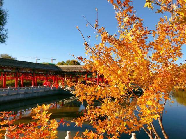 “康巴什之秋” 颇有姿色，最令人向往的城市，带你一起去看秋色