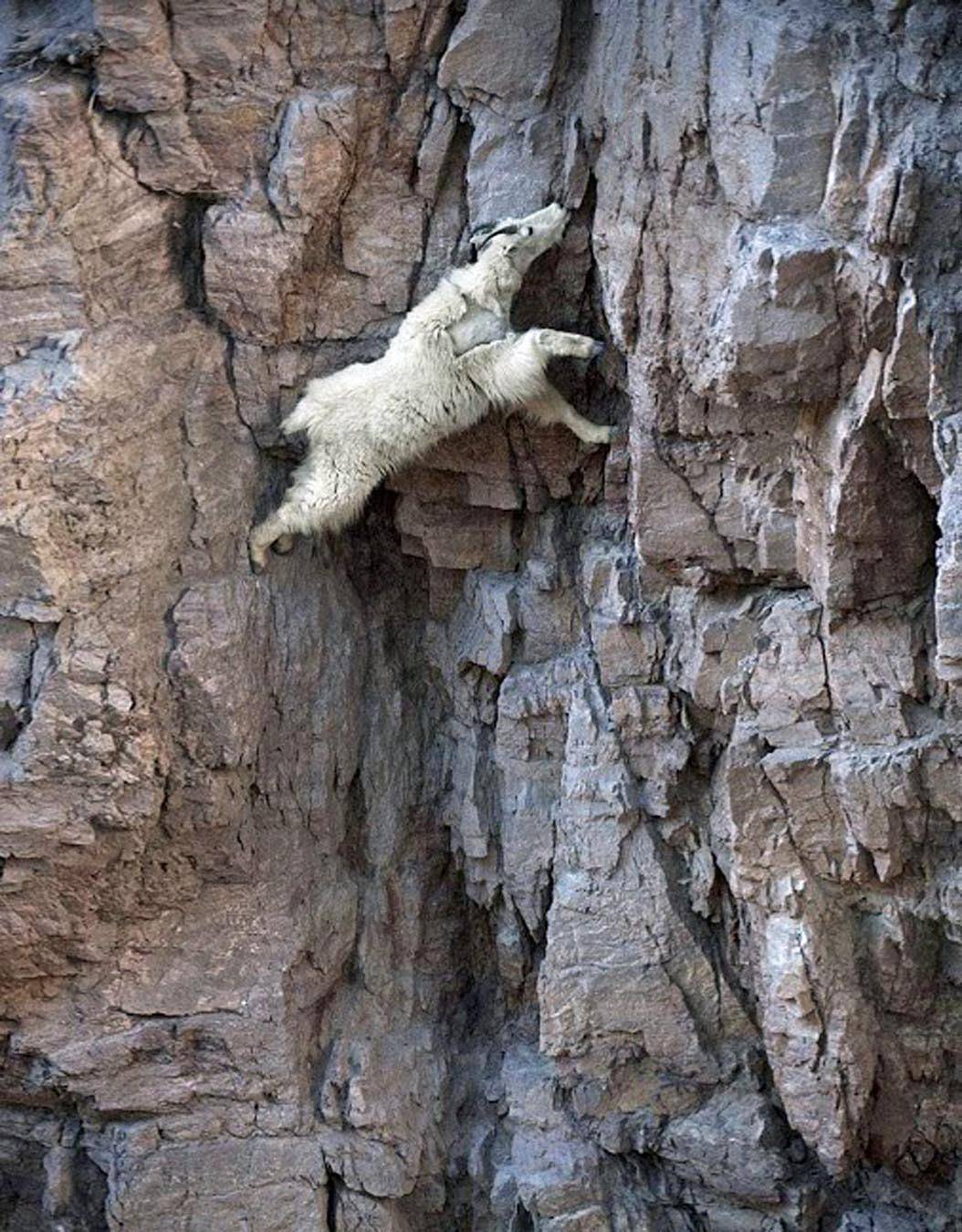 生活在2300米悬崖的山羊，在悬崖边来去自如，没有动物敢招惹