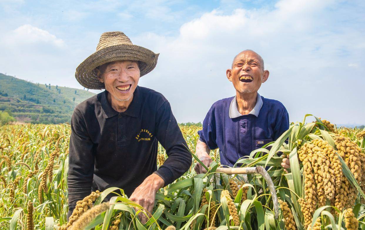 山西夏县:"小米之乡"收谷忙_南郭村_南大里乡_谷子