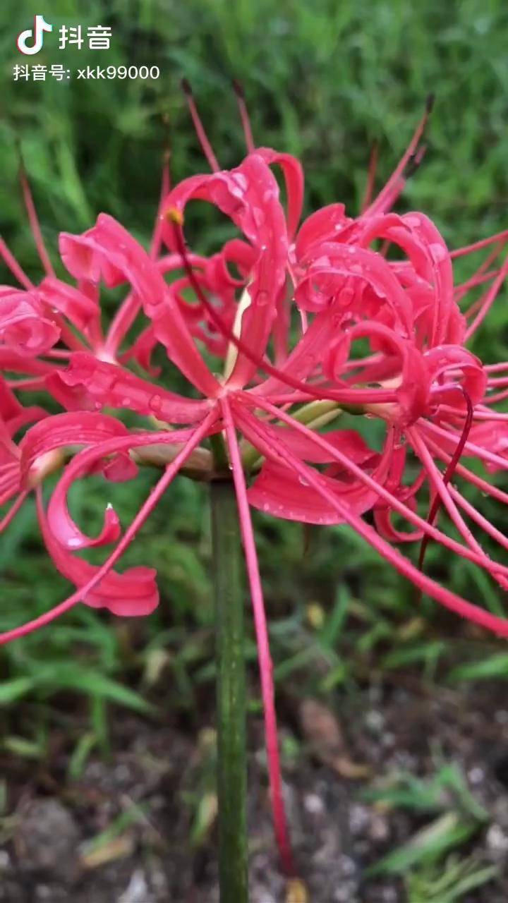 彼岸花发芽开花全过程图片