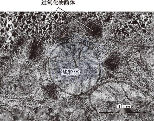 单层膜包裹的小泡,外形与溶酶体相似.